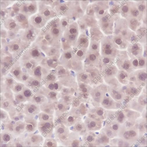 Recombinant SOD1 Monoclonal Antibody - 4