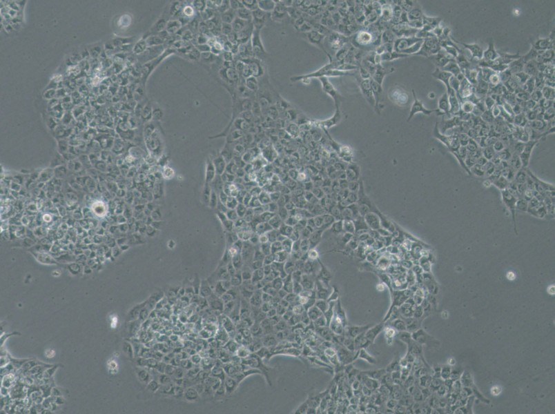 SAS Cell Complete Medium-searchlist-1