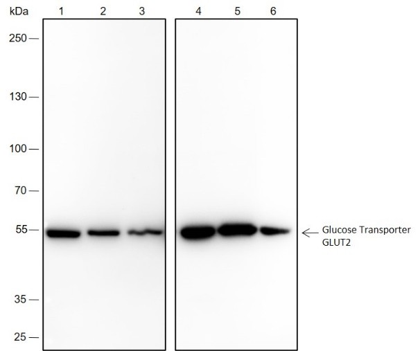 Recombinant GLUT2 Monoclonal Antibody-searchlist-1