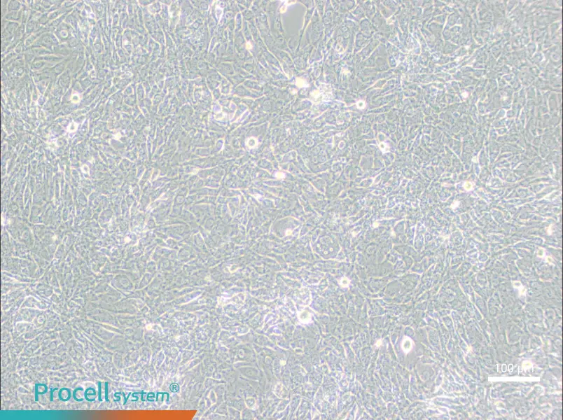 15P-1 Cell Complete Medium - 3