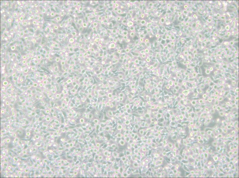 MM.1S Cell Complete MediumMM.1S Cell Complete Medium - 3