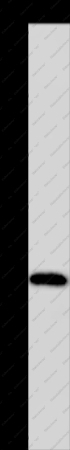 CYP1A2 Polyclonal Antibody - 1