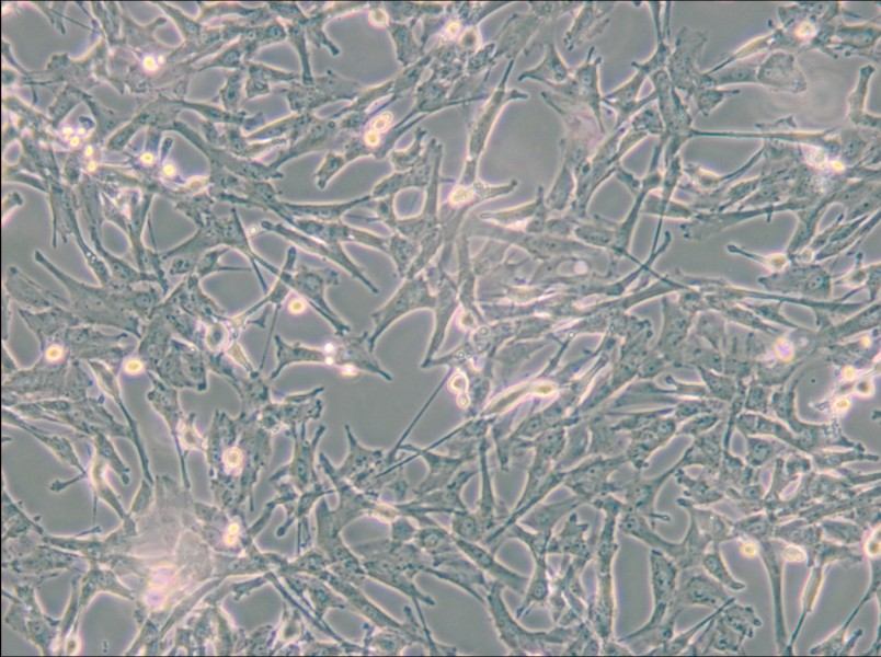 Super Tube Cell Complete Medium - small - 6