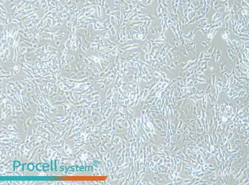 SH-SY5Y [SHSY-5Y] Cell Complete Medium - 2