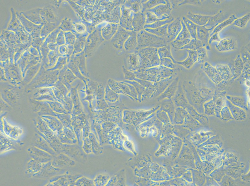 HCCLM3 Cell Complete Medium - 5