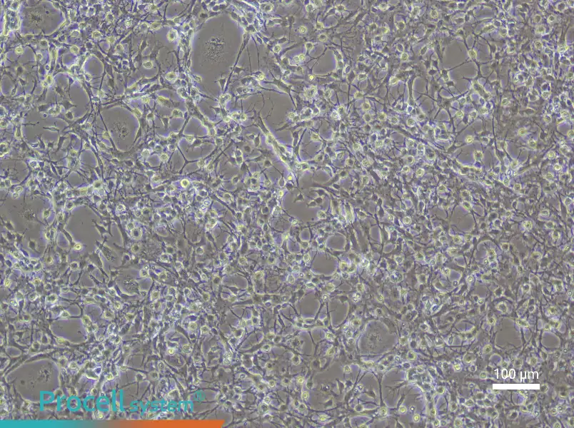 Mouse Spinal Cord Astrocyte Complete Medium - 3