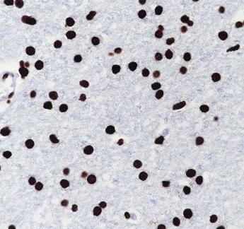 Recombinant Histone H4 (CT) Monoclonal Antibody - small - 5