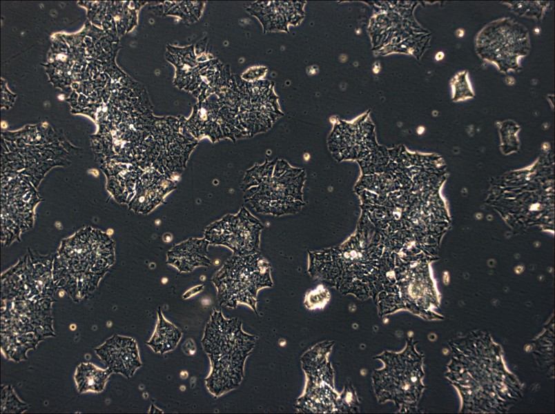 GT1-1 Cell Complete Medium - 3