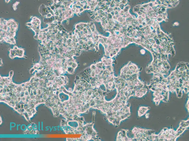 ZR-75-1 Cell Complete Medium - 4