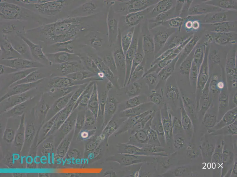 SW962 (DMEM) Cell Complete Medium - 5