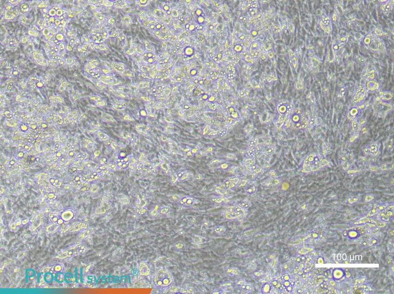 Mouse Adipocyte Cell Complete Medium - 2