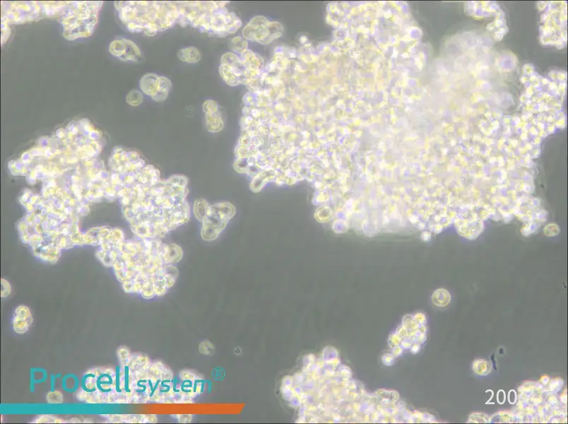 D341Med Cell Complete Medium - 6
