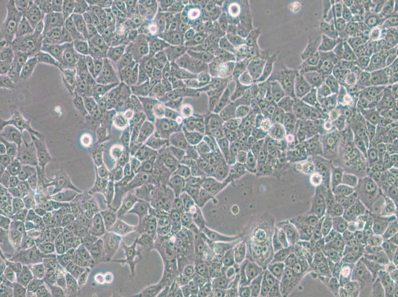 BFTC-905 Cell Complete Medium - 4