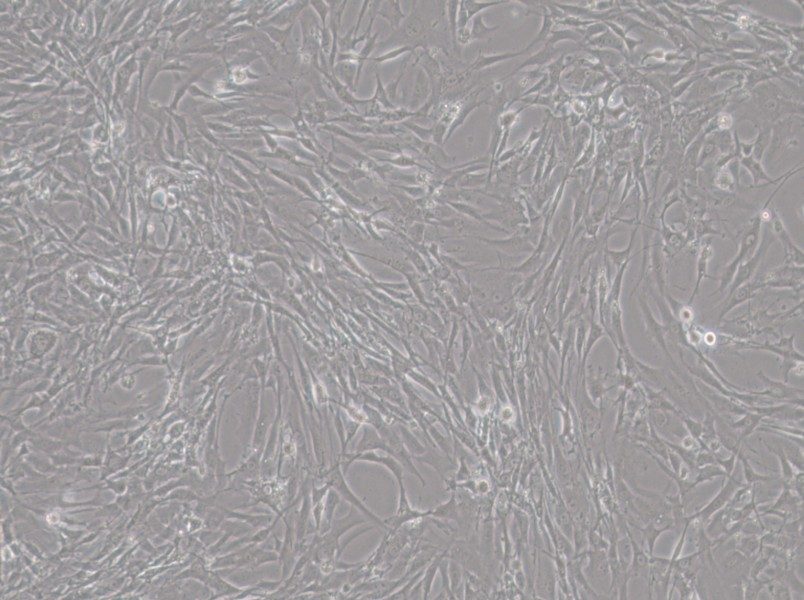 HBZY-1 Cell Complete Medium-searchlist-1