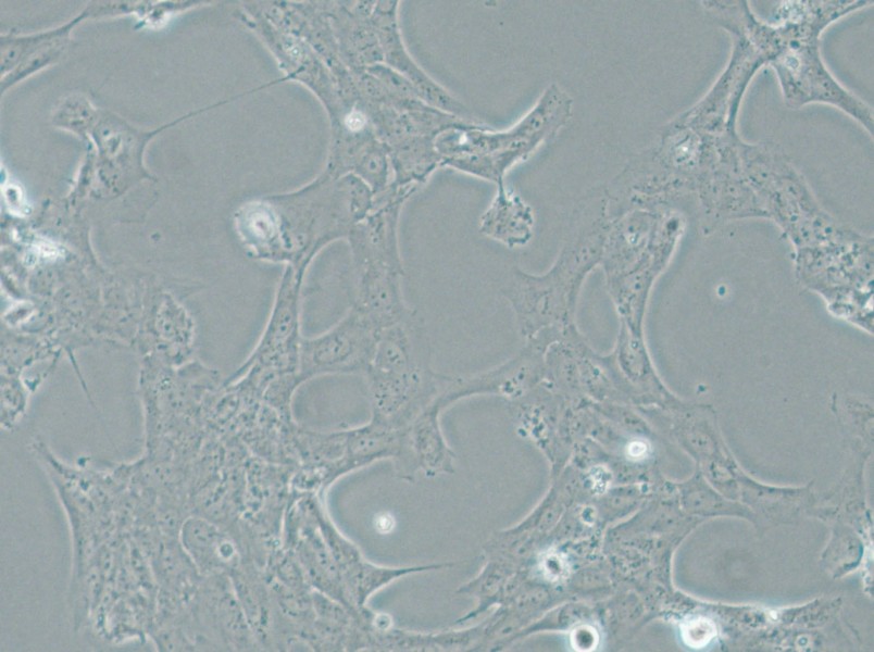 HLE-B3 Cell Complete Medium - small - 5