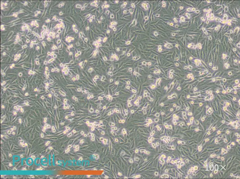 MDA-MB-231-GFP Cell Complete Medium - 6