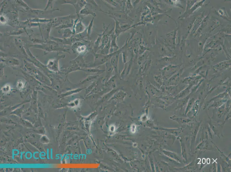 CRFK Cell Complete Medium - small - 4