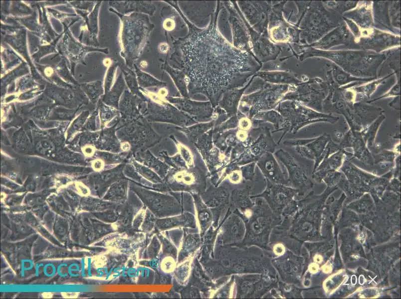 Malme-3M Cell Complete Medium - 5