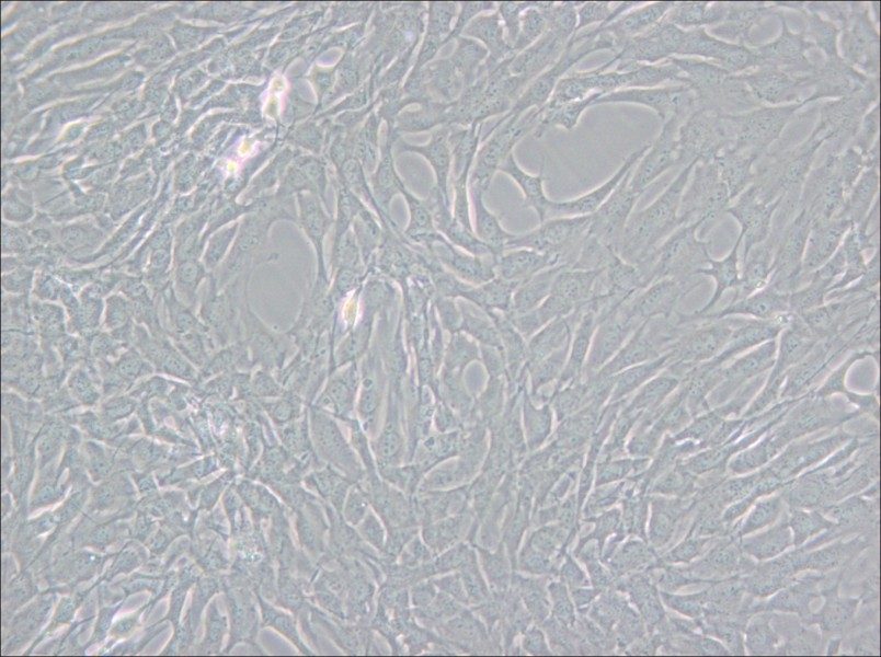 GC-2spd(ts) Cell Complete Medium - 6