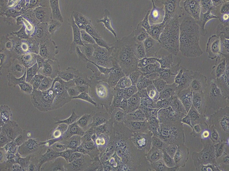 SW 1990 (DMEM) Cell Complete Medium - 4
