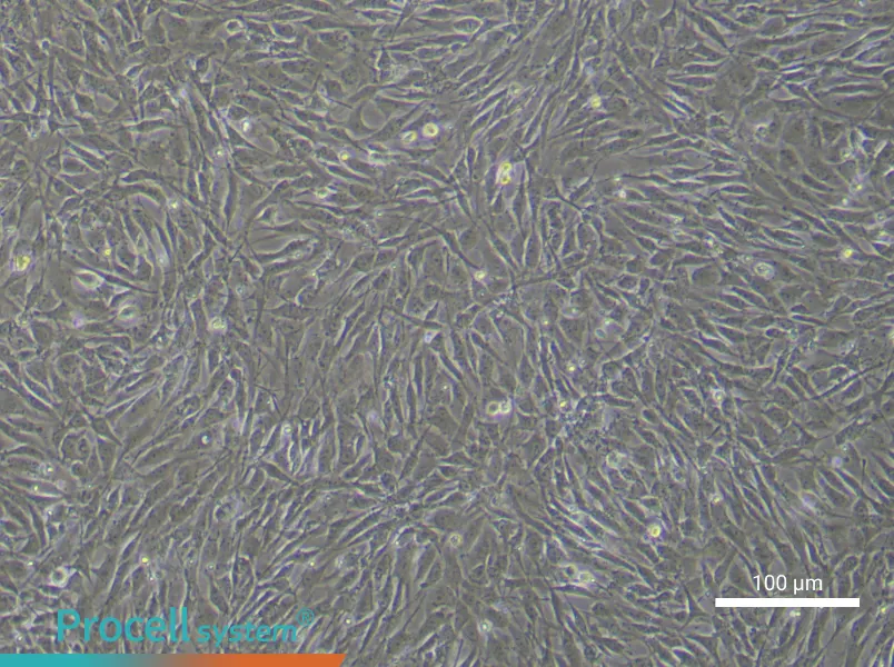 Human Bone Marrow Mesenchymal Stem Cell Complete Medium - small - 4