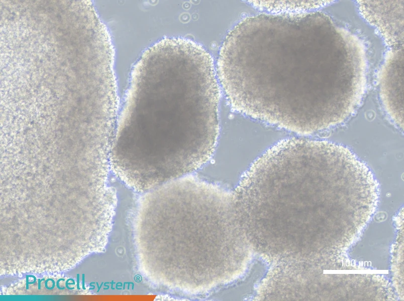 GM12878 Cell Complete MediumGM12878 Cell Complete Medium - 2