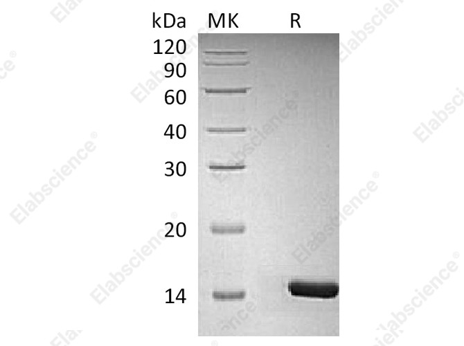 Recombinant Human/Mouse/Rat BDNF Protein - 1