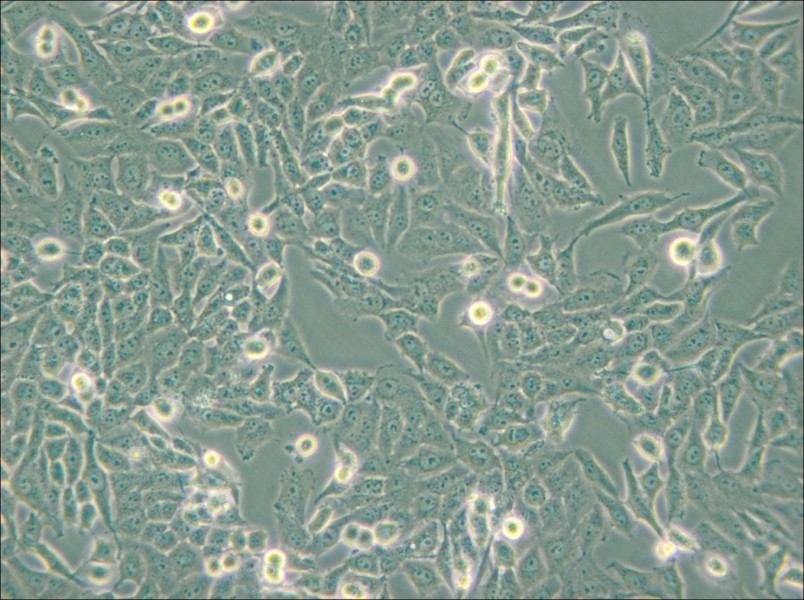 NCI-H157 Cell Complete Medium - 6