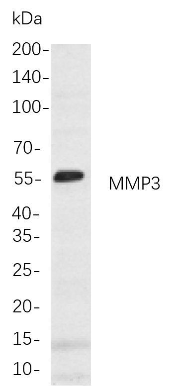 Recombinant MMP3 Monoclonal Antibody-searchlist-1