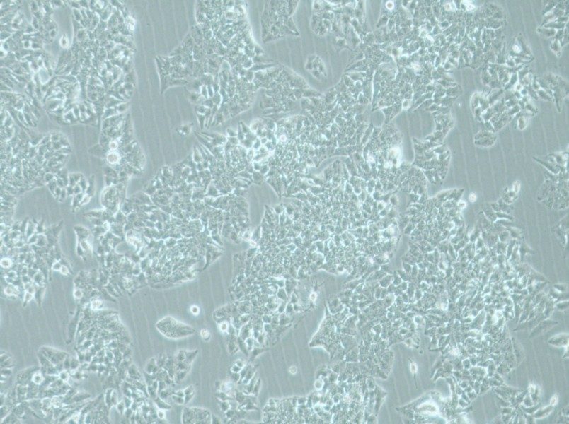 MHCC97-L Cell Complete MediumMHCC97-L Cell Complete Medium - 3