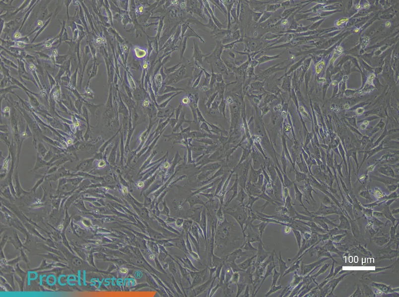 Mouse Vascular Adventitial Fibroblast Complete Medium - 1