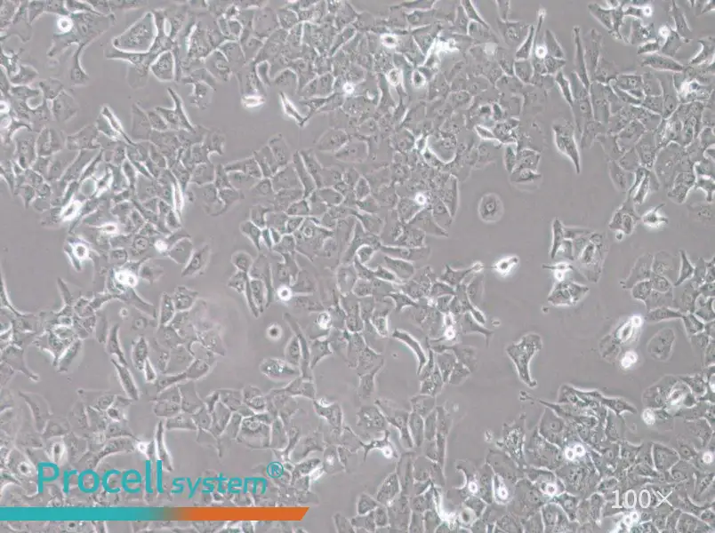 HCC4006 Cell Complete MediumHCC4006 Cell Complete Medium - 3