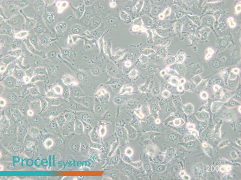 LLC-MK2 Cell Complete Medium - small - 6