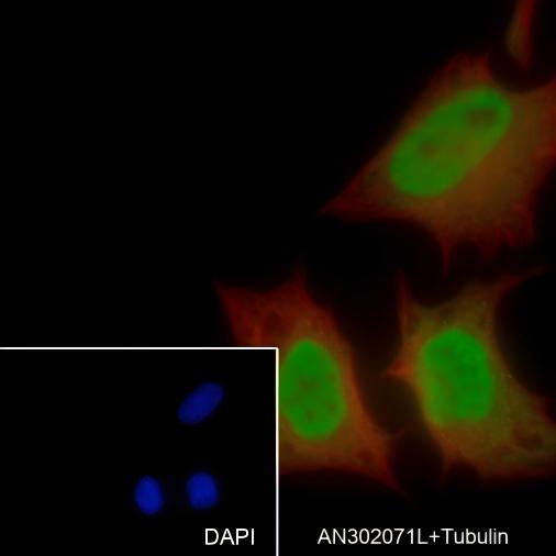 Recombinant SF1 Monoclonal Antibody - small - 5