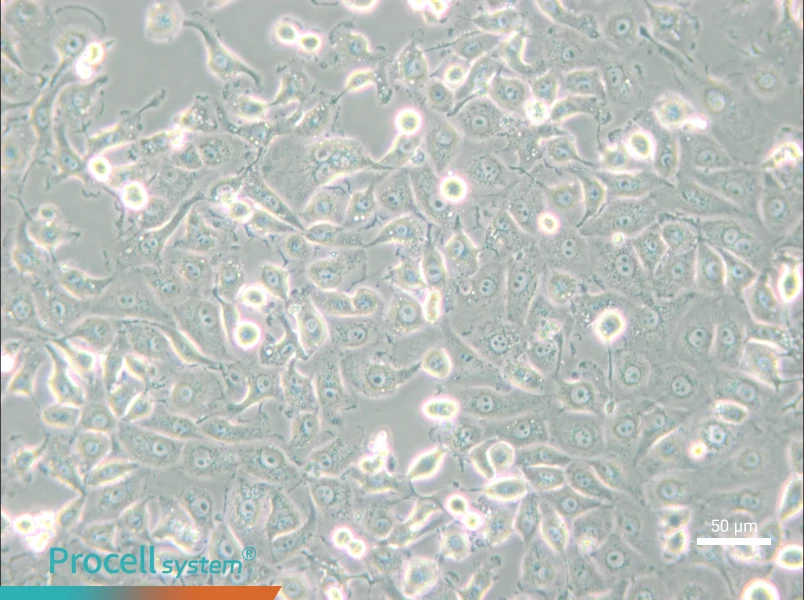 LLC-MK2 Cell Complete Medium - small - 5