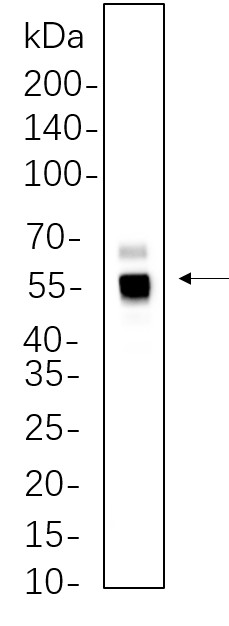 Recombinant Caspase-8 Monoclonal Antibody-searchlist-1