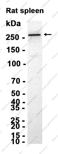 Recombinant smooth muscle Myosin heavy chain 11 Monoclonal Antibody - 2