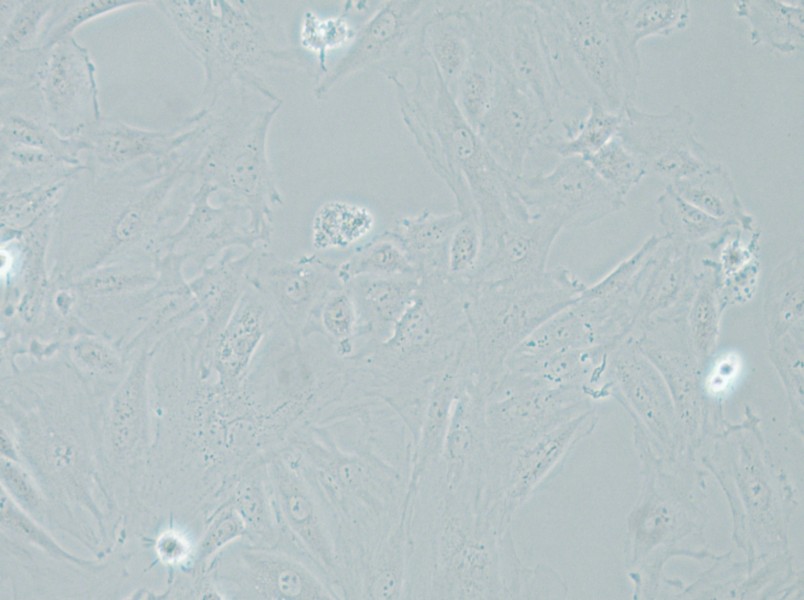 NRK-49F Cell Complete Medium - 4