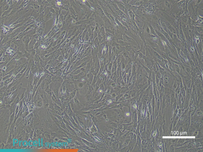 Mouse Colonic Smooth Muscle Cell Complete Medium - 2