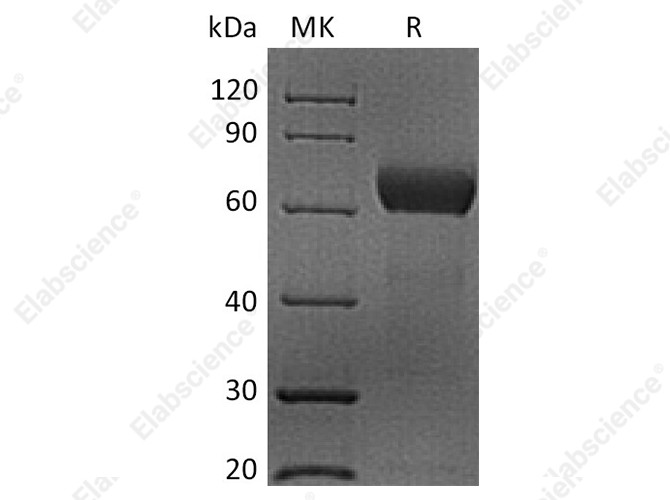 Recombinant Human CD48 Protein (mFc Tag) - 1