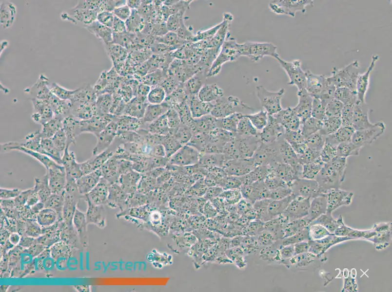 HBL-100 Cell Complete Medium - 5