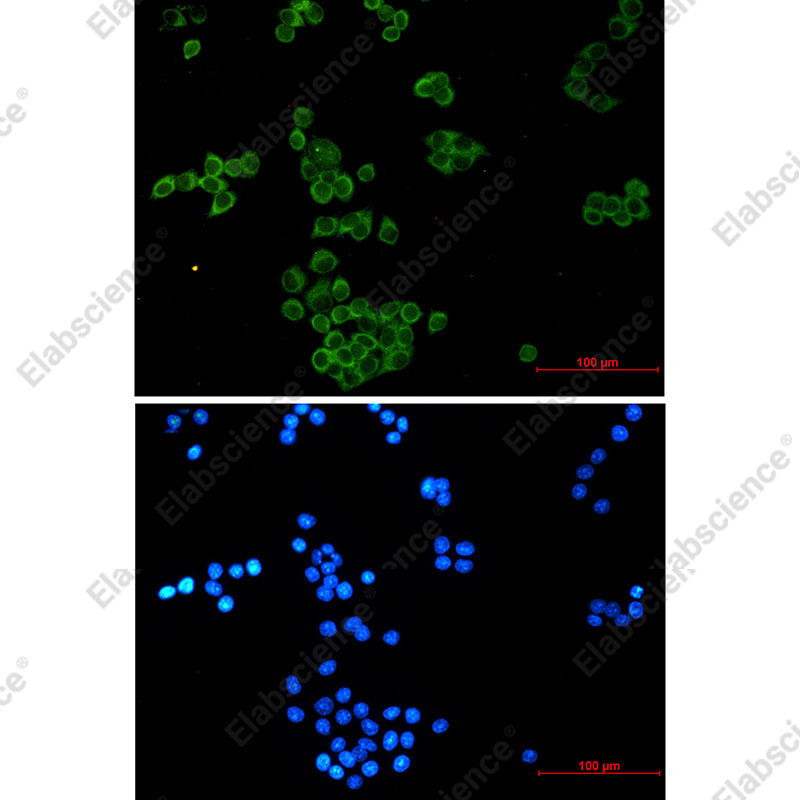 Recombinant NCK1 Monoclonal Antibody - 2