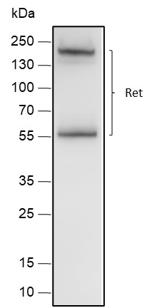 Recombinant Ret Monoclonal Antibody - 2
