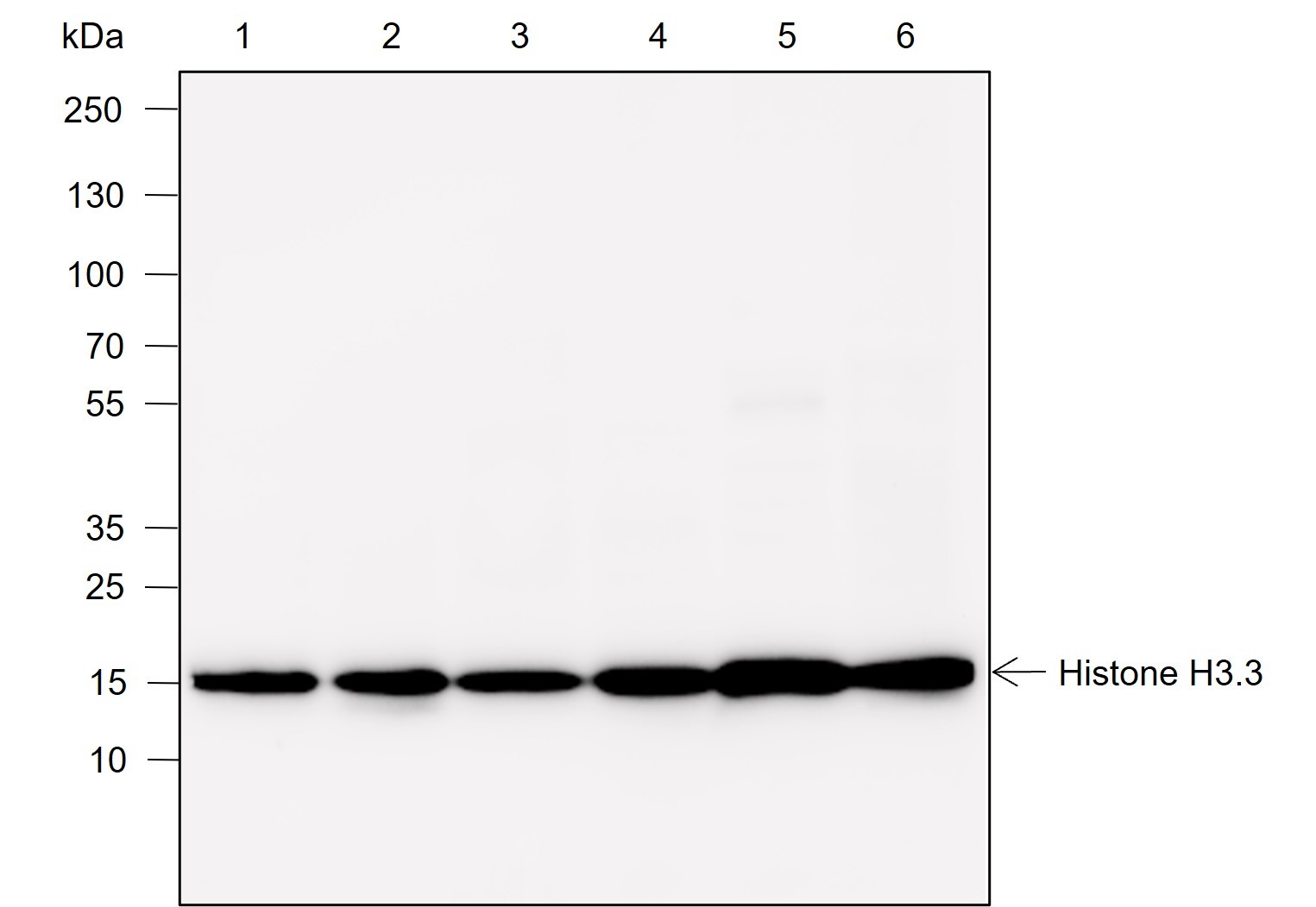 Recombinant Histone H3.3 Monoclonal Antibody-searchlist-1