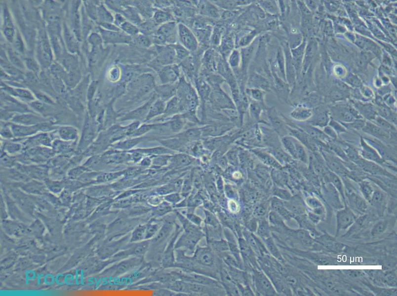 Mouse Bladder Fibroblast Complete Medium - 4