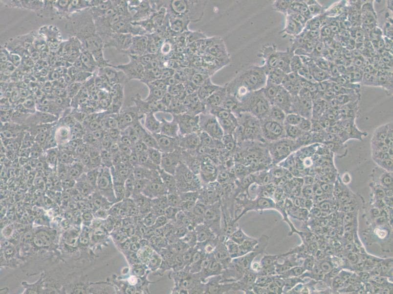 HePa1-6-GFP Cell Complete Medium - 8