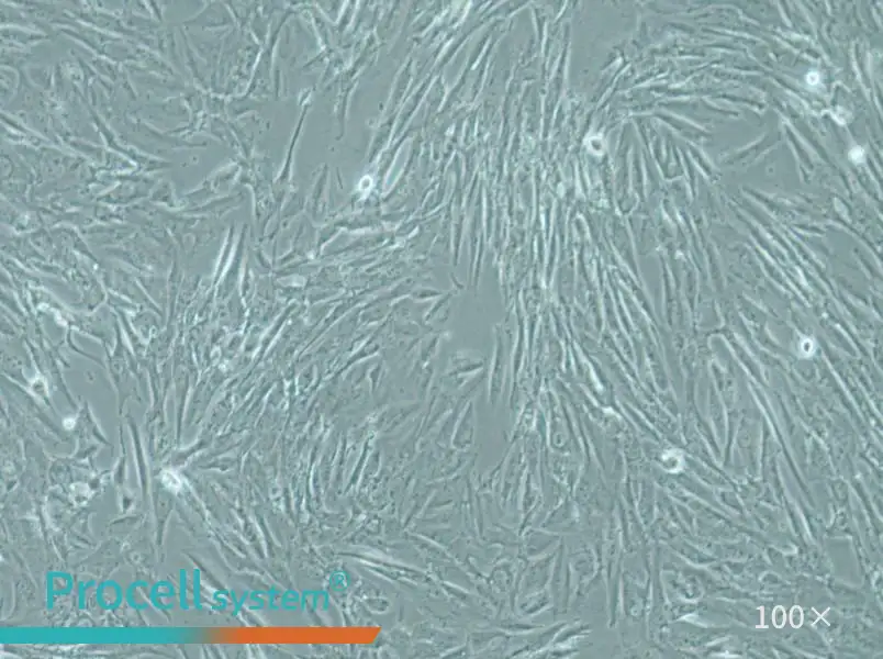 SW1088 Cell Complete Medium - 1