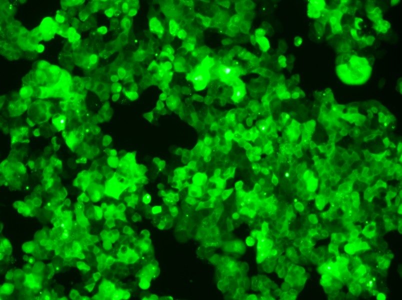MCF-7-GFP Cell Complete MediumMCF-7-GFP Cell Complete Medium - 3