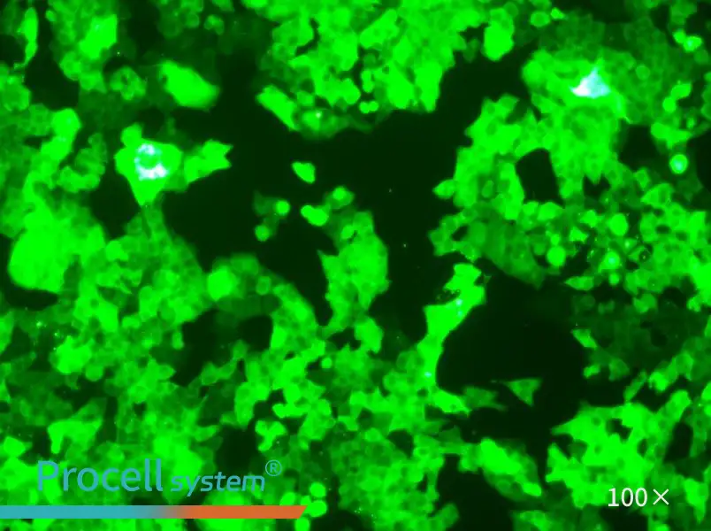 HCT 116-GFPHCT 116-GFP - 2