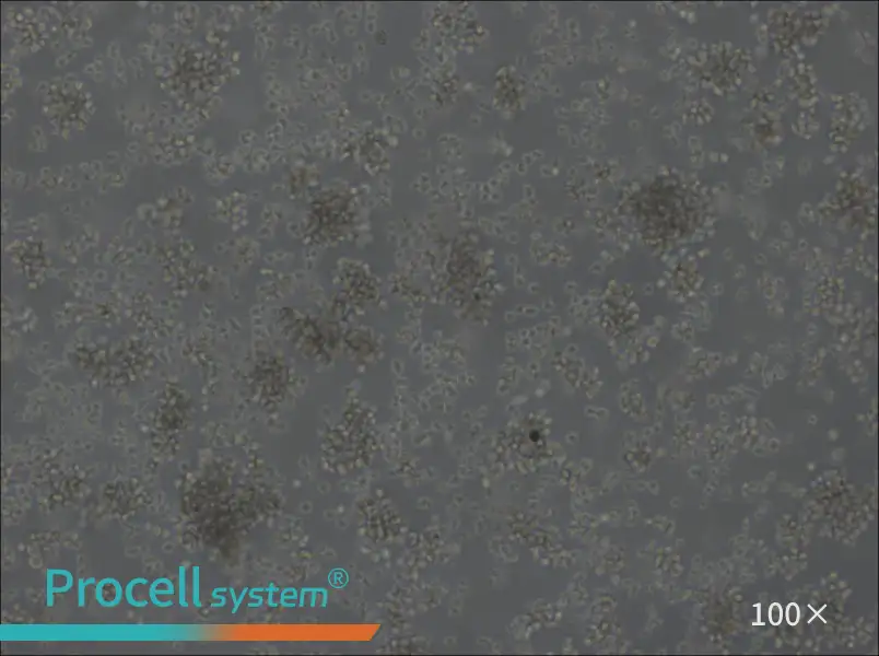 U-2932 Cell Complete Medium - 2